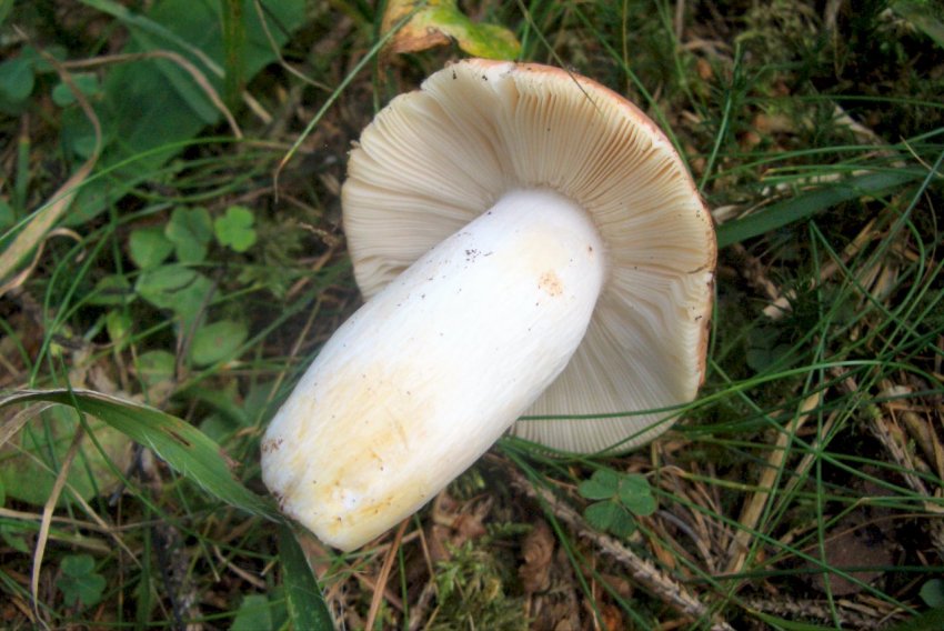 Russula sp